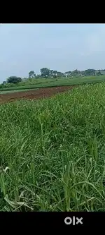 Plots & Zameen