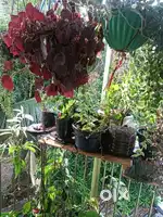 Plants pots and flowes