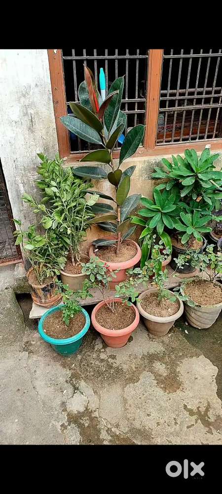 Home nursary flower  sale 150 par pot chote gamle