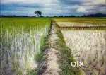 Sell my land 1 bigha 15 lessa