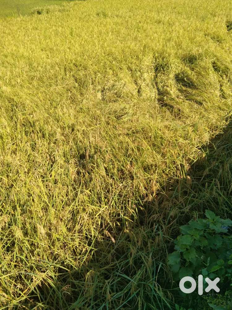 Residential Plots Available For Sale In Dehradun, Shimla By Pass