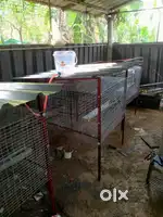 Poultry cage onpath eyu nalu eyu onpath anch ettu rand poochyam moon