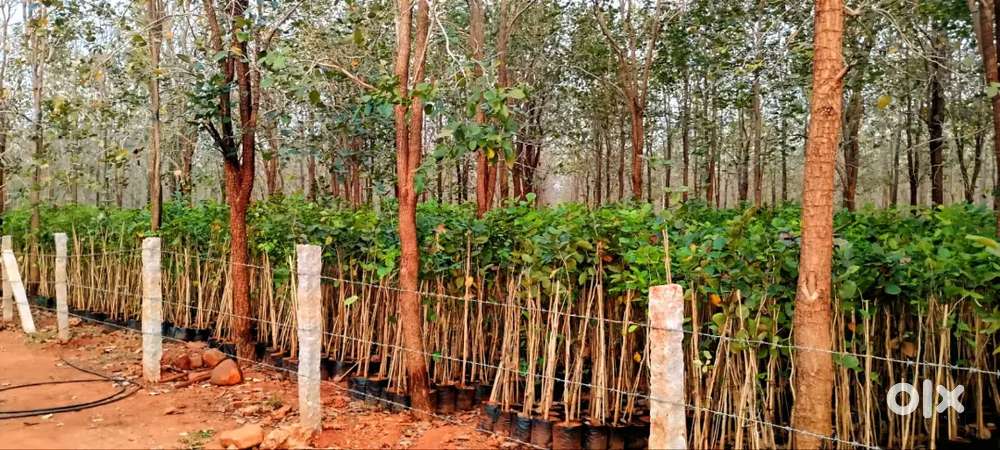 RED SANDAL FARM LANDS_APT INVESTMENT