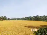 30-Acre Scenic Property with Traditional Illam for Sale in Kavumandam