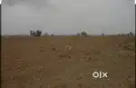 12 bigha zameen