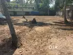 Plot for Sale near Vellayani Temple