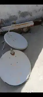 Dish Enteena