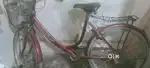 Ledies cycle