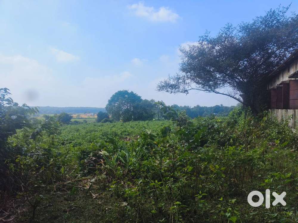 14 কানি জাগা বিক্রি করা হবে রঙ্গাছাড়া স্কোল এর পাশে।