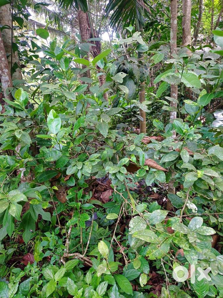 20 cent panchayat road side with well, electricity, water pump