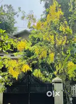 Full-Time Live-In Maid Required for Elderly Parents