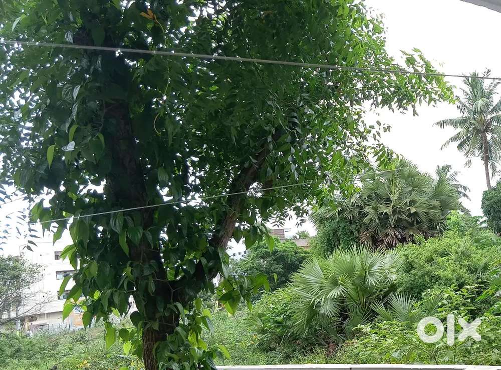 కౌలుకి పొలం కావాలి WANTED CULTIVATION LAND FOR KOULU IN NARASAPUR,