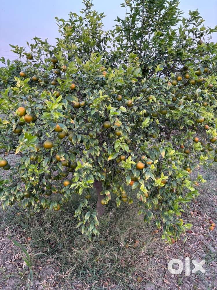 Kinnu bagh 2 acres