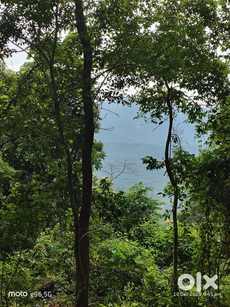 Maintaining black pepper, Banana