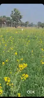 Affordable Land for Sale Near Masaurhi, Patna – Ideal for Investment