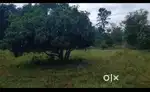 Kanakpura, Bengaluru south - 18 acre plantation for sale