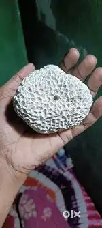White Coral