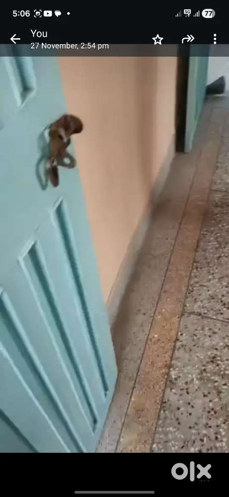 Roommate for sharing room