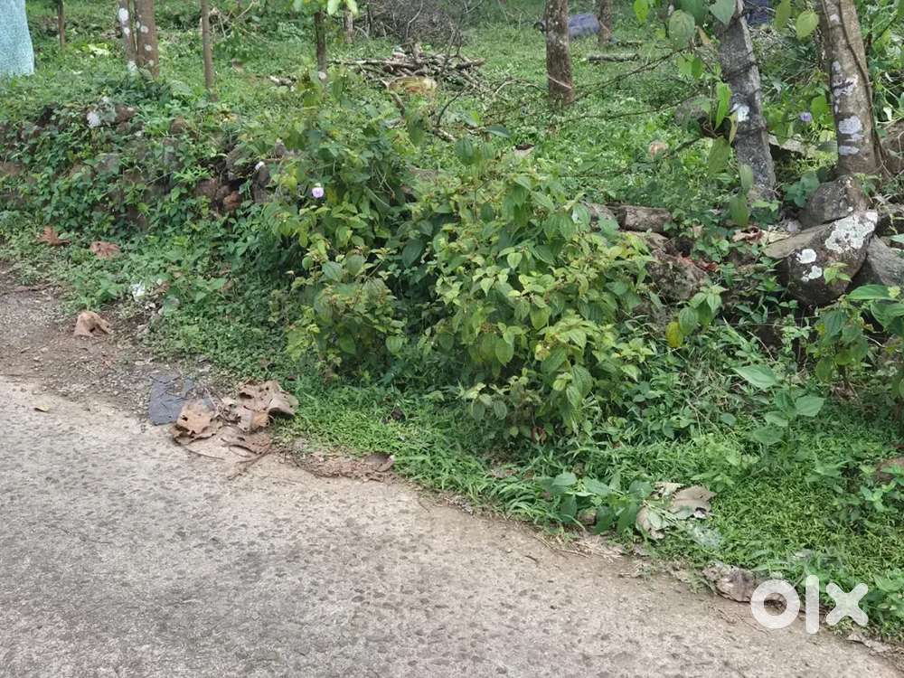 50 സെന്റ് വസ്തു വില്പനക്കു. റോഡ് സൈഡ്, തലച്ചിറ