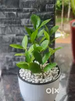 For sale plants