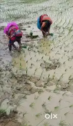 2 bhiga land