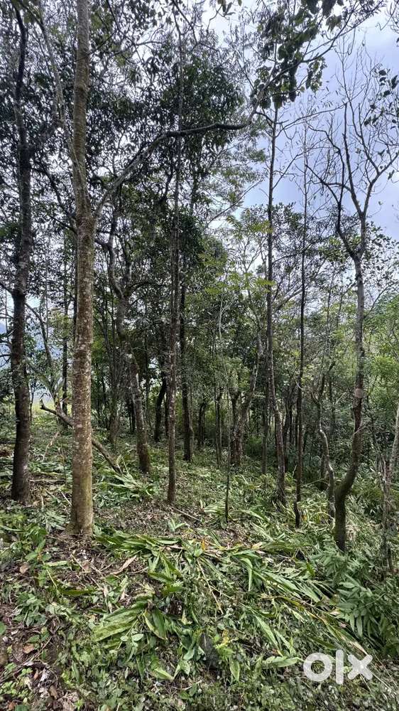 Land For Sale In Vagamon