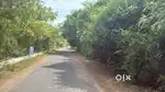 Investment Opportunity! 40 Acres Mango Tree Farm  Madhurandhagam