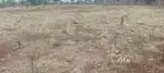Agriculture forming land per sell lowest price