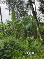 35 cents farmland for sale