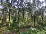 Scenic Land with Paddy View – Ideal for Resort or Homestay