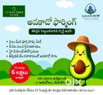 Highly profitable investment on Avocado Planted Farm land.