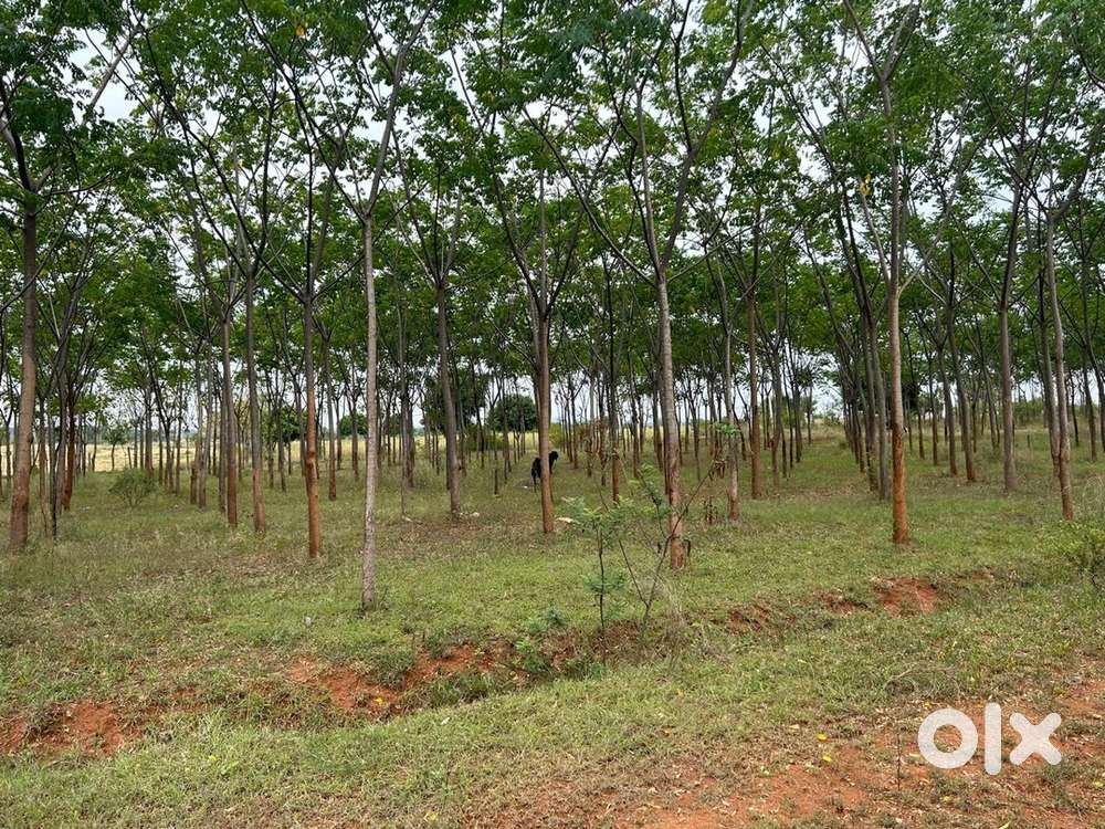 RRR INNER , malabar tree planttion Layout, Hyd to 40 km SRISHA HAIW