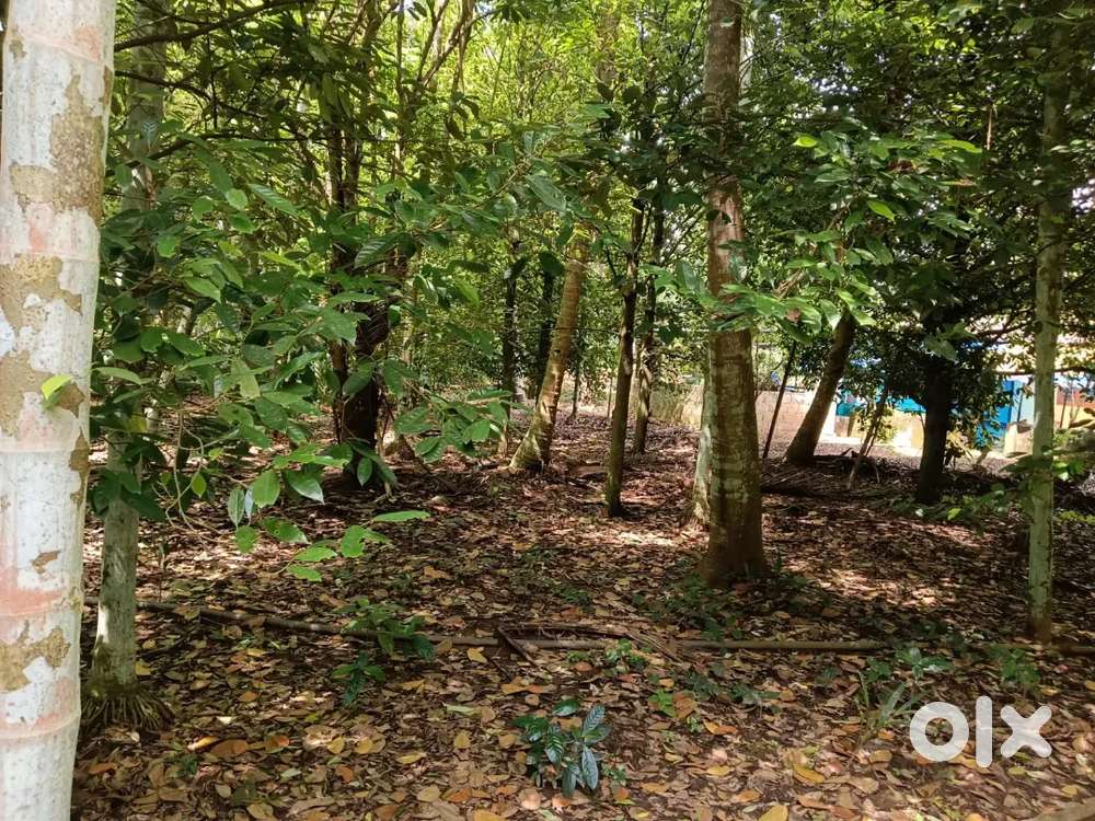 Aluva SOS 6Cent plot for sale