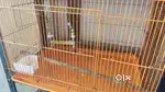 Bird cage for sale