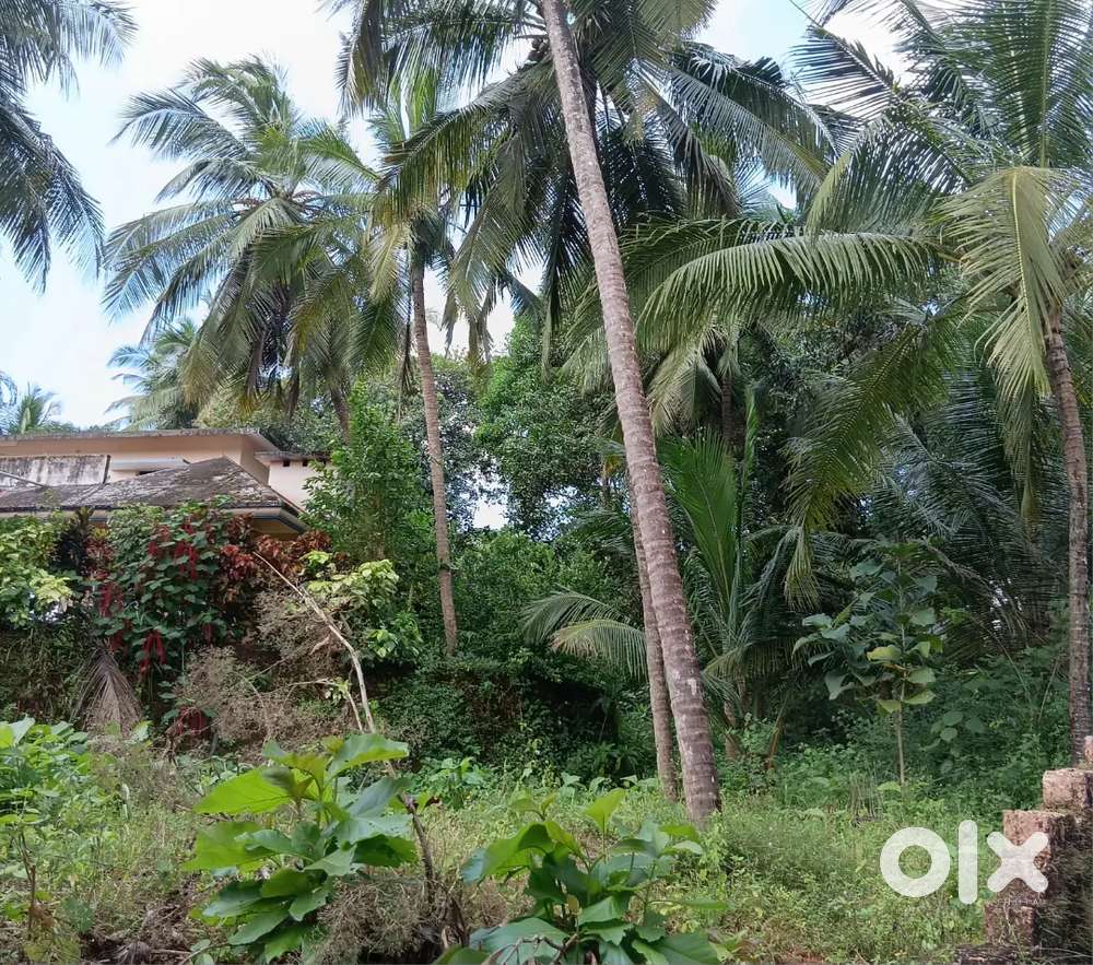 6. Cent uppala around