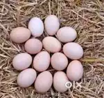 180 dozen fertile egg