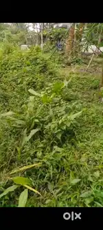 7 Cent Plot for Sale in Muttil