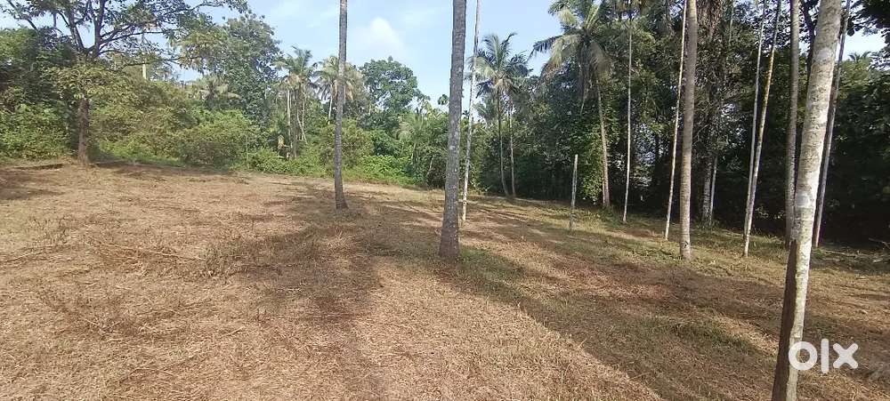 ANGAMALY APPOLLO HOSPITAL 2.KM ,5,6,8, 10 CENT PLOTS AVAILABLE