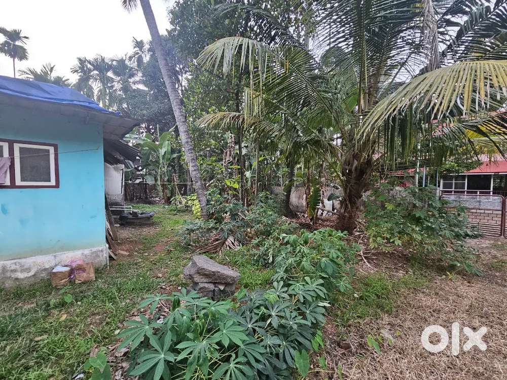 6 Cent land for Sale in Thammanam Kuthappady