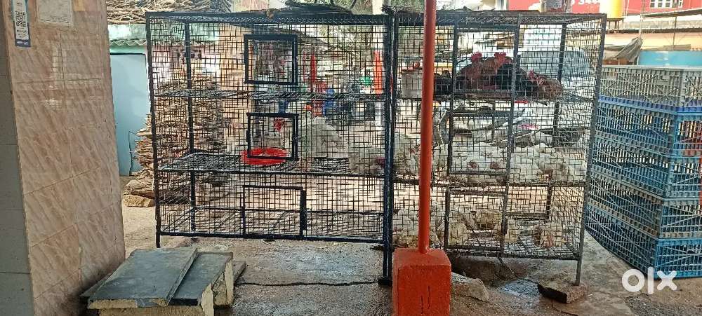 Chicken center job vacancy I want to good family