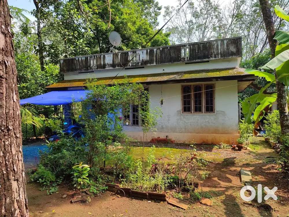 പെരുമ്പാവൂർ ന്നു just 6 km ദൂരം 10 cent+  3 ബെഡ്‌റൂം വീട്. Vegola