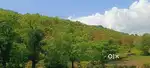 34  Acre Teak trees land for sale