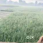 Premium Road-Connected Land for Sale in Godhna, Udvantnagar – Near Ara