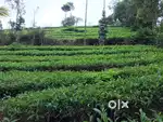 Land /plot for Sale in Vagamon(Pullikkanam)