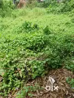 Karuvelyppady. 4cent. Tipper Entry plot
