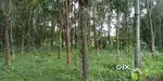 Pala palakkattumala 6 acre 50 cent land, asking price 32000 per cent