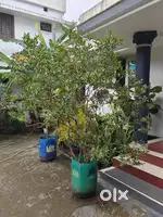 Kilo Guava, Pomegranate, White Jamun, Pears Plants Available
