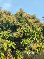 Mango farm