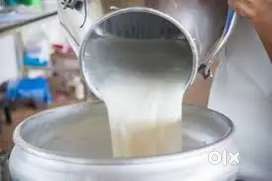 Milk delivery Services ( 5:30am to 8:00am 3 Hours only )