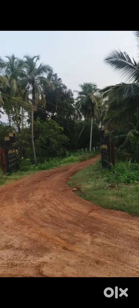 50 acres coconut garden for sale near Tuni- narsipatnam